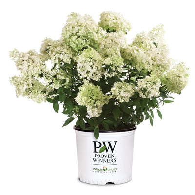 Hydrangea pan. 'Bobo' (PW)