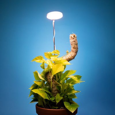 Mossify 28" Adjustable LED Plant Light, White