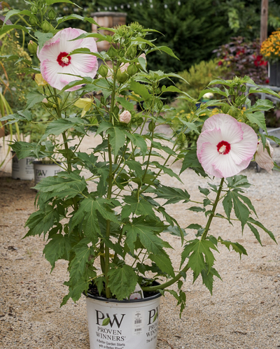 Hibiscus Summerific® 'Ballet Slippers'
