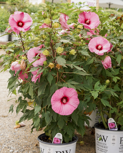 Hibiscus Summerific® 'Candy Crush'