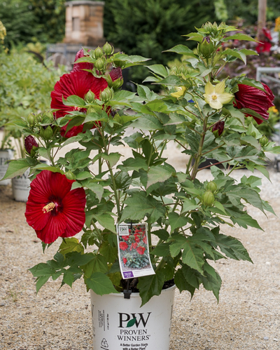 Hibiscus Summerific® 'Garnet Globe' (PW)