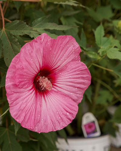 Hibiscus Summerific® 'Candy Crush'