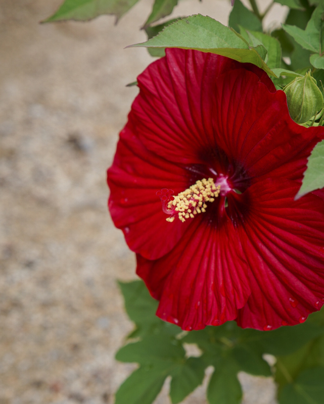 Hibiscus Summerific® 'Garnet Globe' (PW)