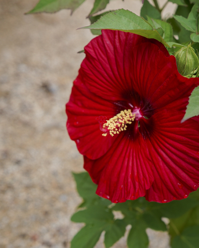 Hibiscus Summerific® 'Garnet Globe' (PW)