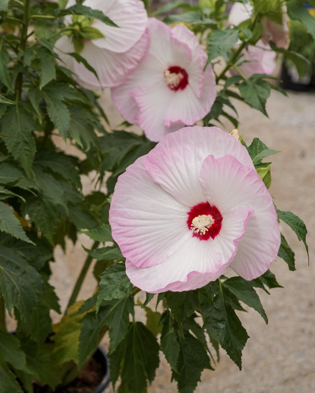 Hibiscus Summerific® 'Ballet Slippers'