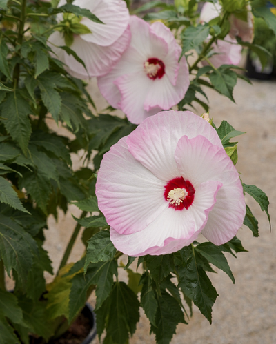 Hibiscus Summerific® 'Ballet Slippers'