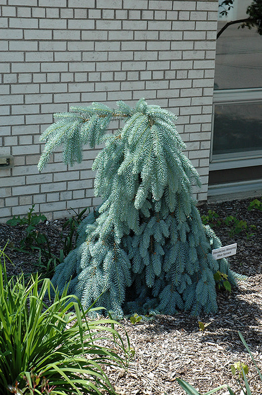 Spruce Weeping Blue Slenderina #10