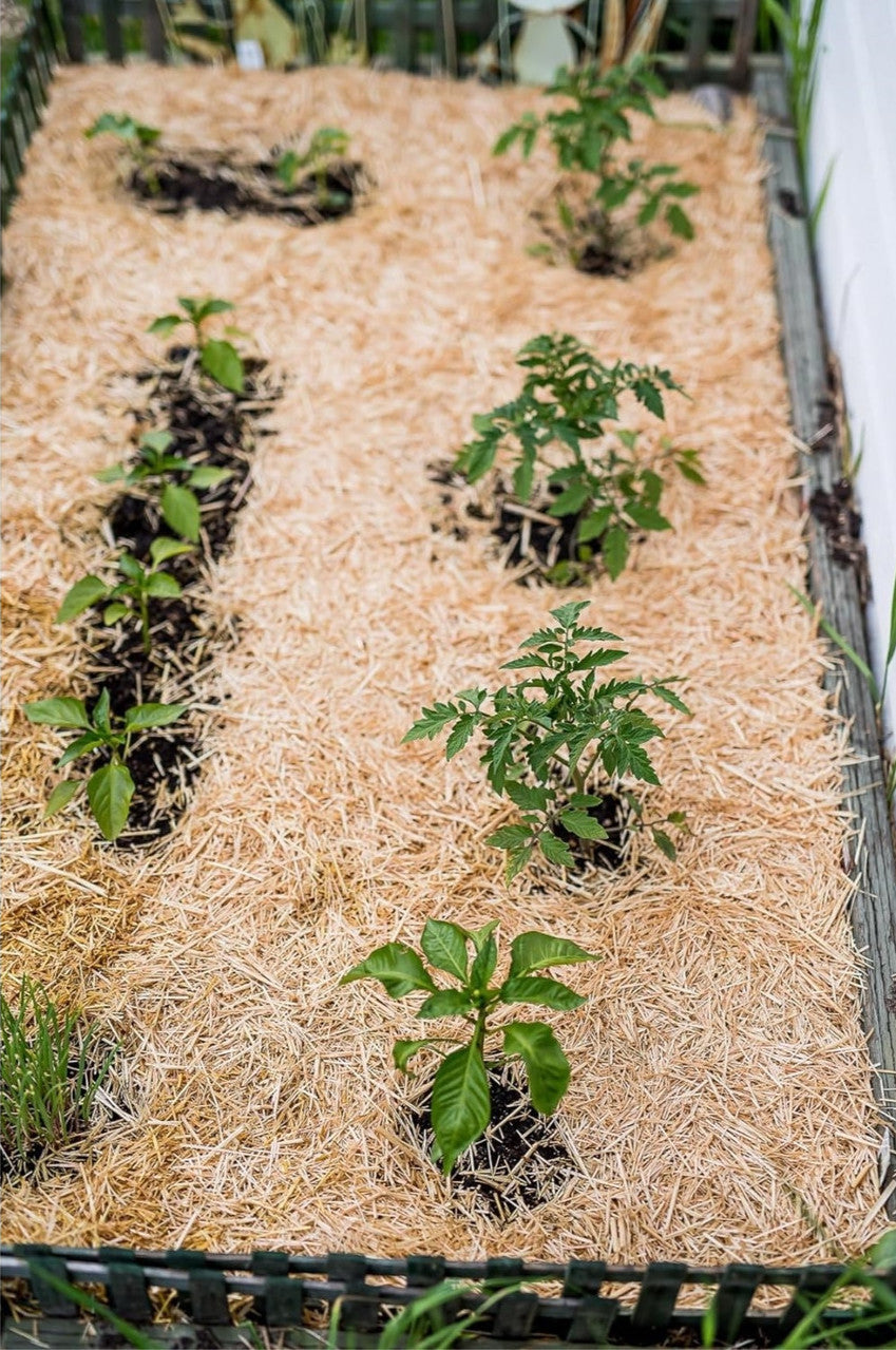 GardenStraw Mini 0.5cf Premium Straw Mulch