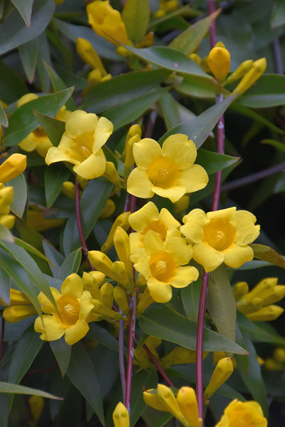 VINE - Gelsemium 'Margarita'