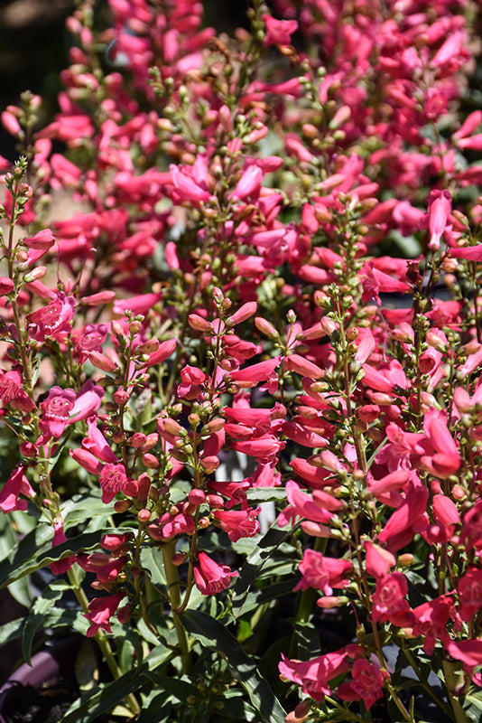 Penstemon 'Coral Baby'