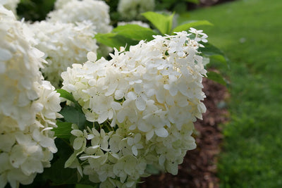 Hydrangea pan. Puffer Fish™ Jumbo #4C