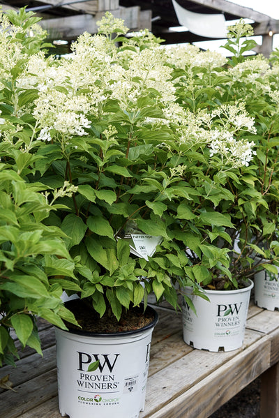 Hydrangea pan. Puffer Fish™ Jumbo #4C