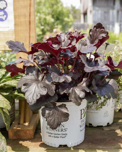 Heuchera Primo® Black Pearl PW #1