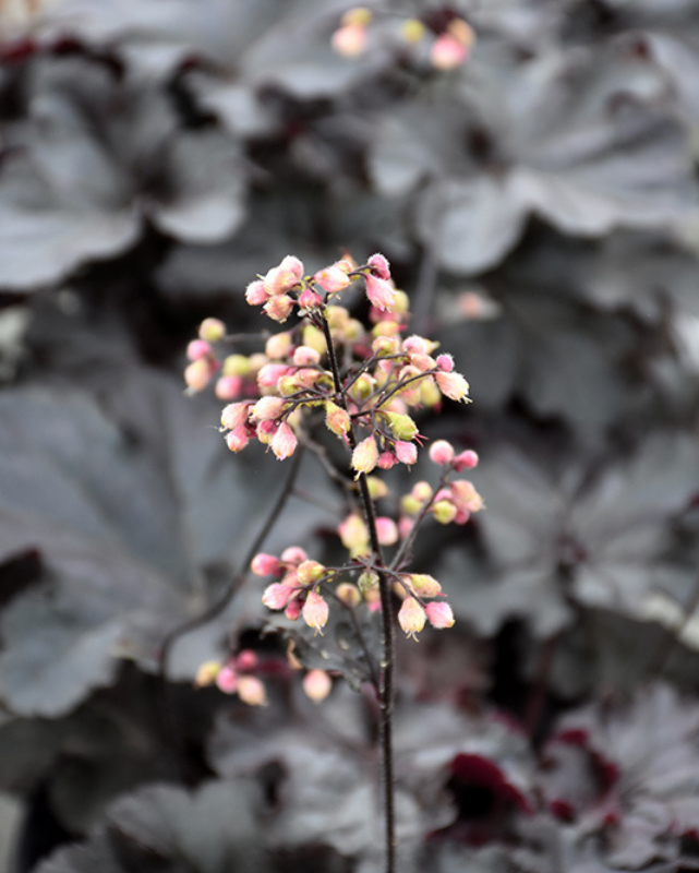 Heuchera Primo® Black Pearl PW #1