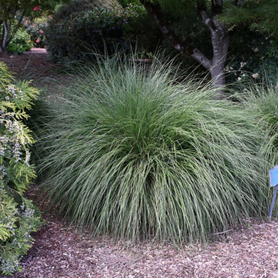 Pennisetum alo. 'Hameln'
