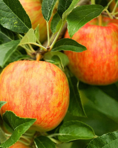 Honeycrisp™ Apple #5-Super