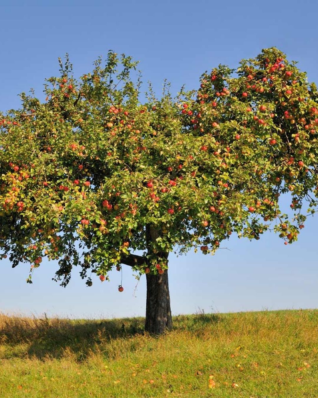 Honeycrisp™ Apple #5-Super