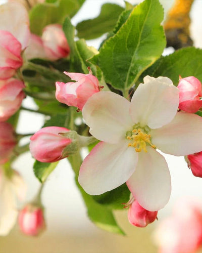 Honeycrisp™ Apple #5-Super