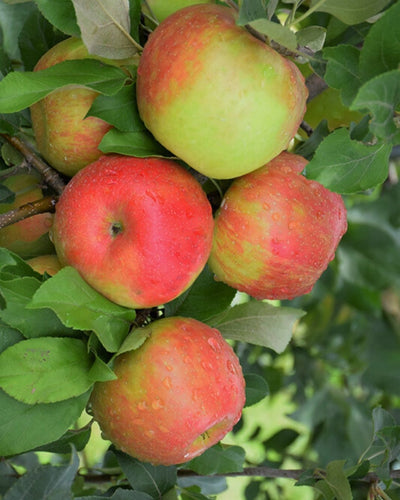 Honeycrisp™ Apple #5-Super