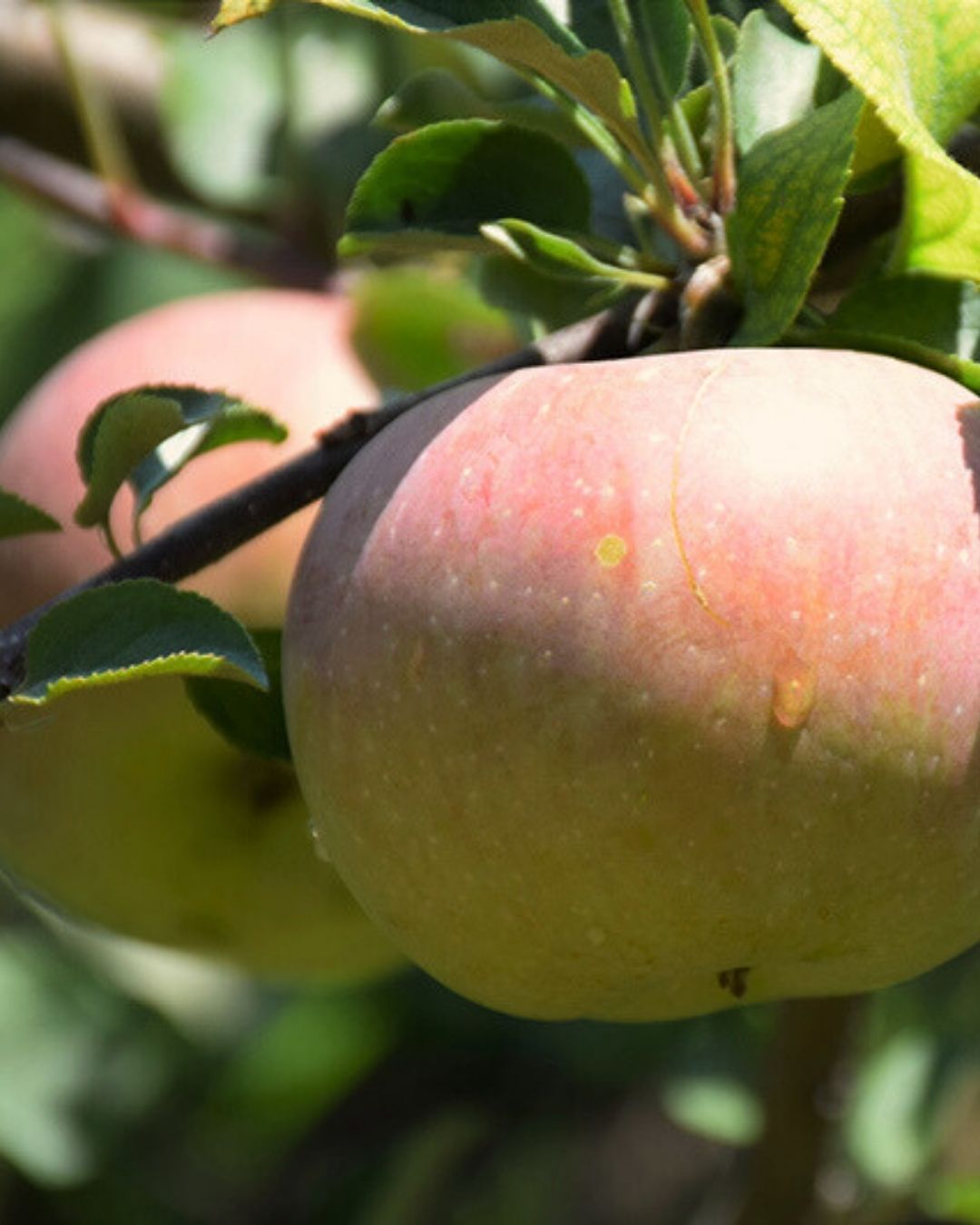 Fuji Apple #5-Super