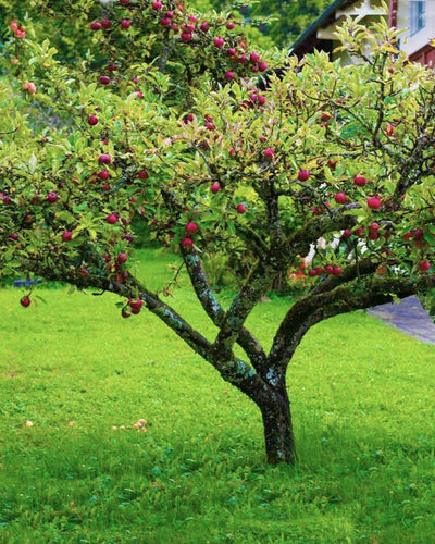 Fuji Apple #5-Super