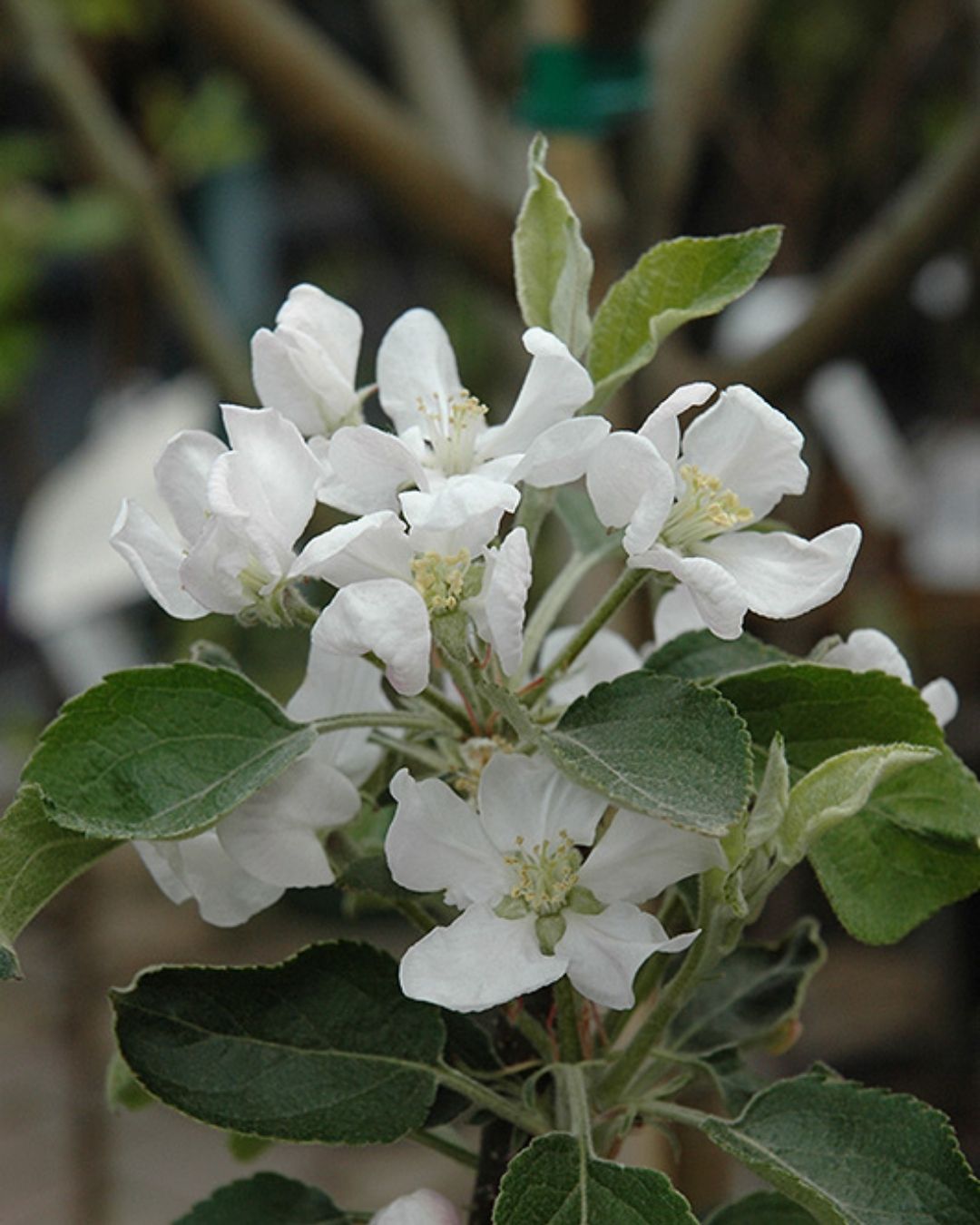 Fuji Apple #5-Super