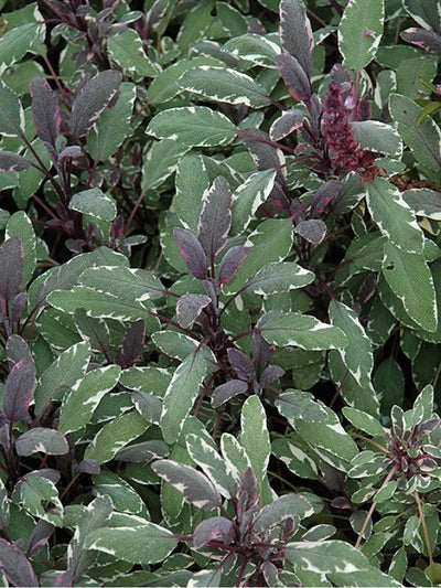 HERB - Sage - Tricolor