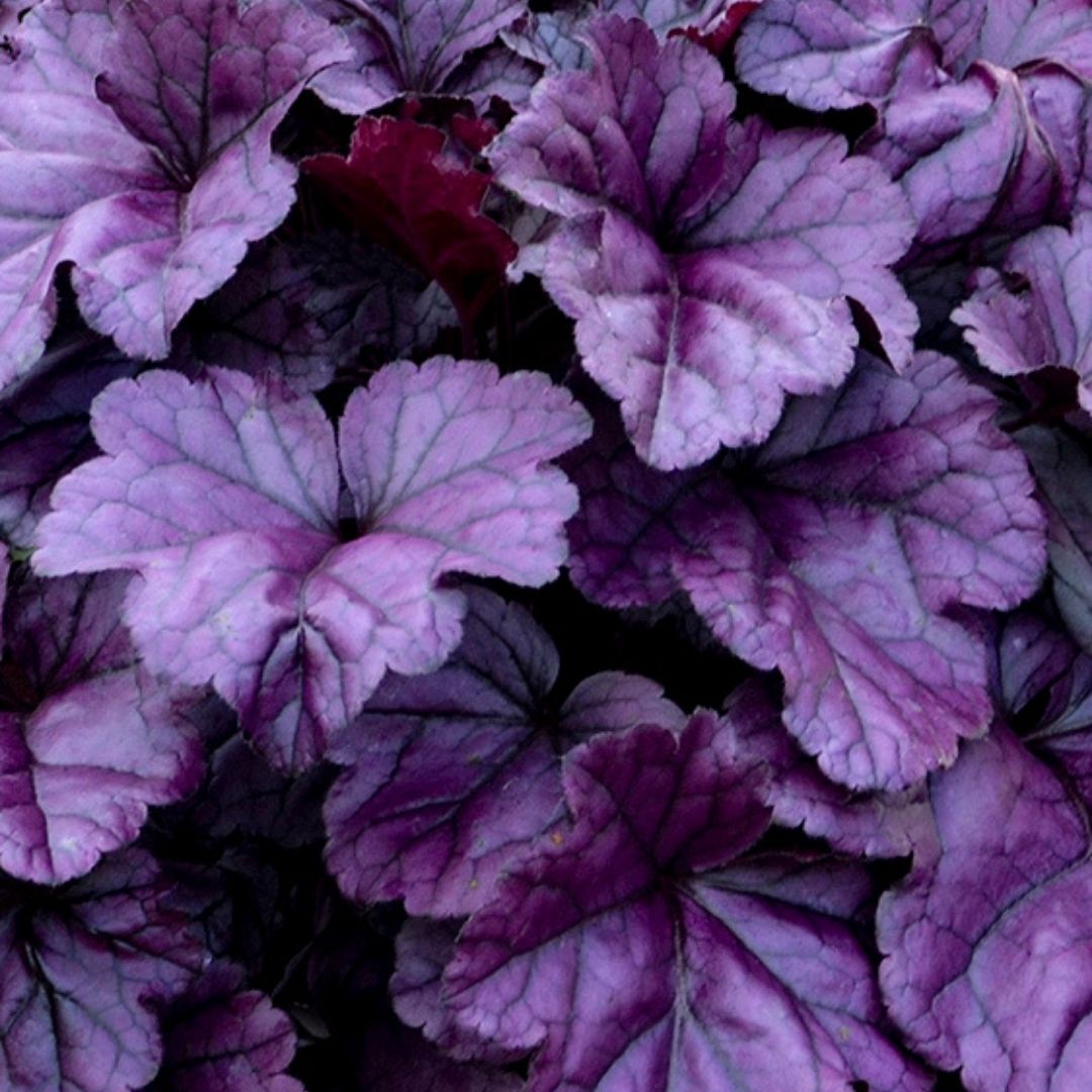 Heuchera Dolce® Wildberry PW #1