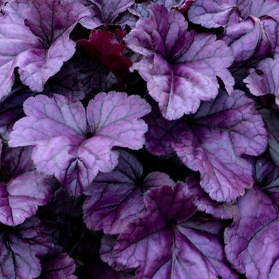 Heuchera Dolce® Wildberry PW #1