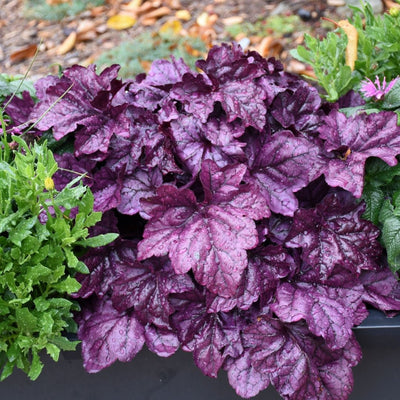 Heuchera Dolce® Wildberry PW #1