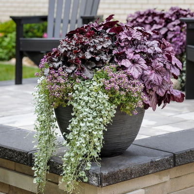 Heuchera Dolce® Wildberry PW #1