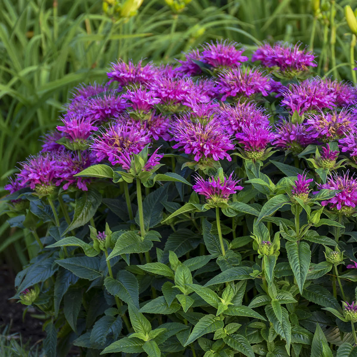 Monarda did. 'Pardon My Purple'