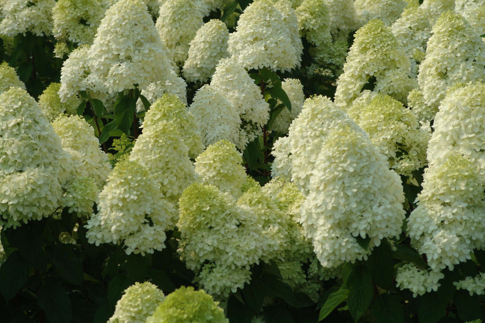Hydrangea (Pan) 'LIMELIGHT' - 3 Gallon (PW)