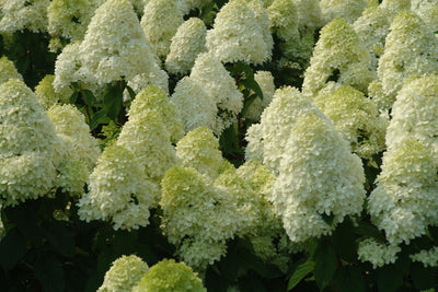 Hydrangea (Pan) 'LIMELIGHT' - 3 Gallon (PW)