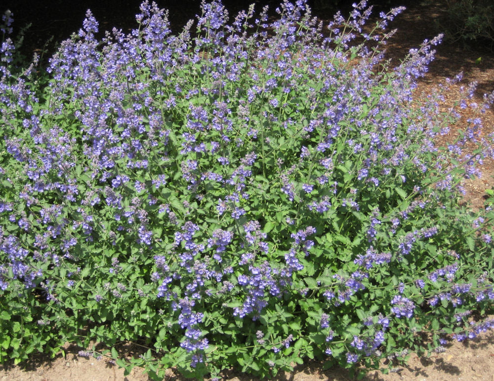 'WALKER'S LOW' Nepeta - 1 Gallon Pot
