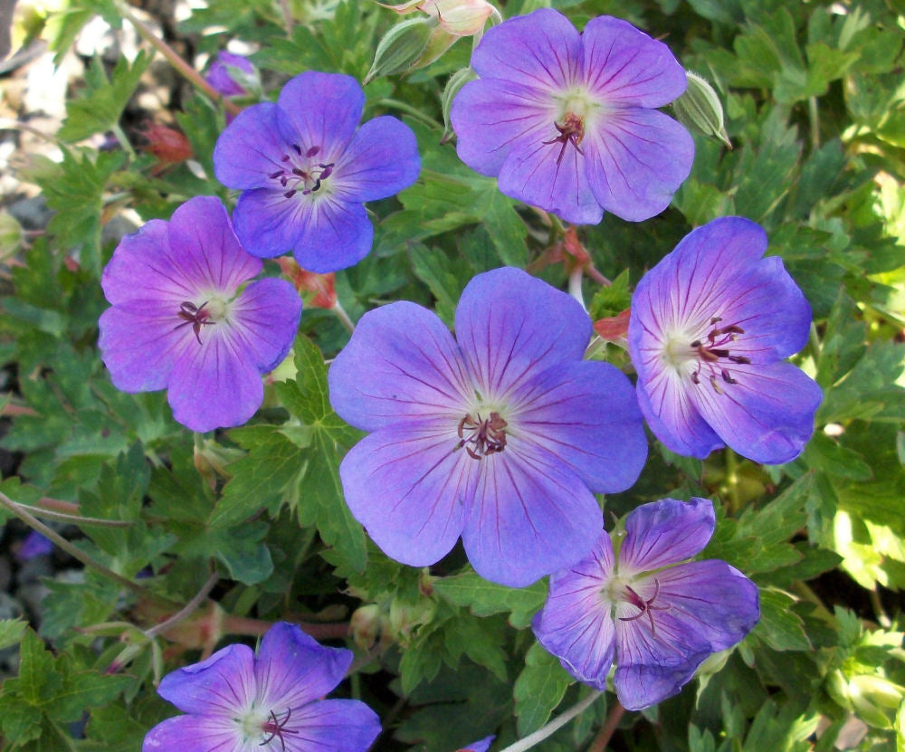 Geranium 'ROZANNE' - 1 Gallon