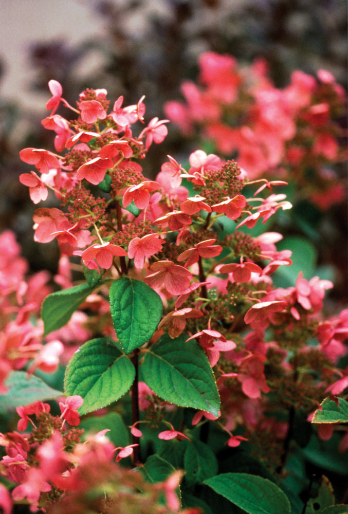 Hydrangea (Pan) 'QUICK FIRE'® - 3 Gallon (PW)