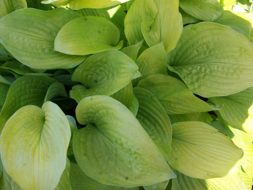 Hosta 'AUGUST MOON' - 1 Gallon