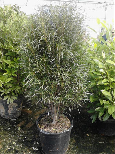 FINE LINE® Rhamnus - 1 Gallon (PW)