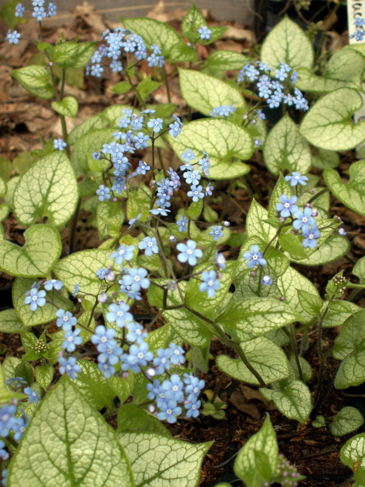 BRUNNERA M. 'JACK FROST'  19CM PTW
