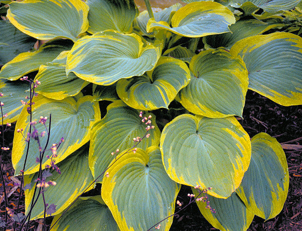 Hosta 'EARTH ANGEL' - 1 Gallon