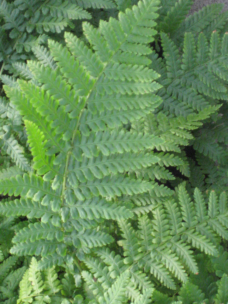 Fern 'Ostrich' - 1 Gallon