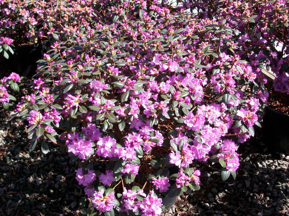 RHODO. PJM 'ELITE'  G3 15"