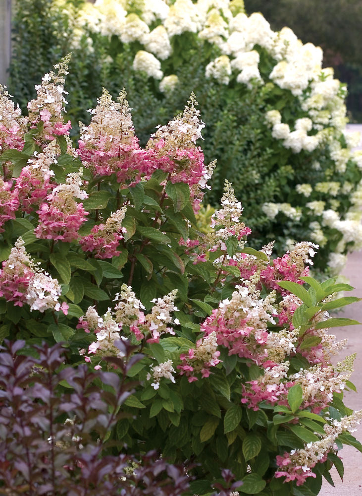 HYDRANGEA P 'PINKY WINKY'®  G3 PW