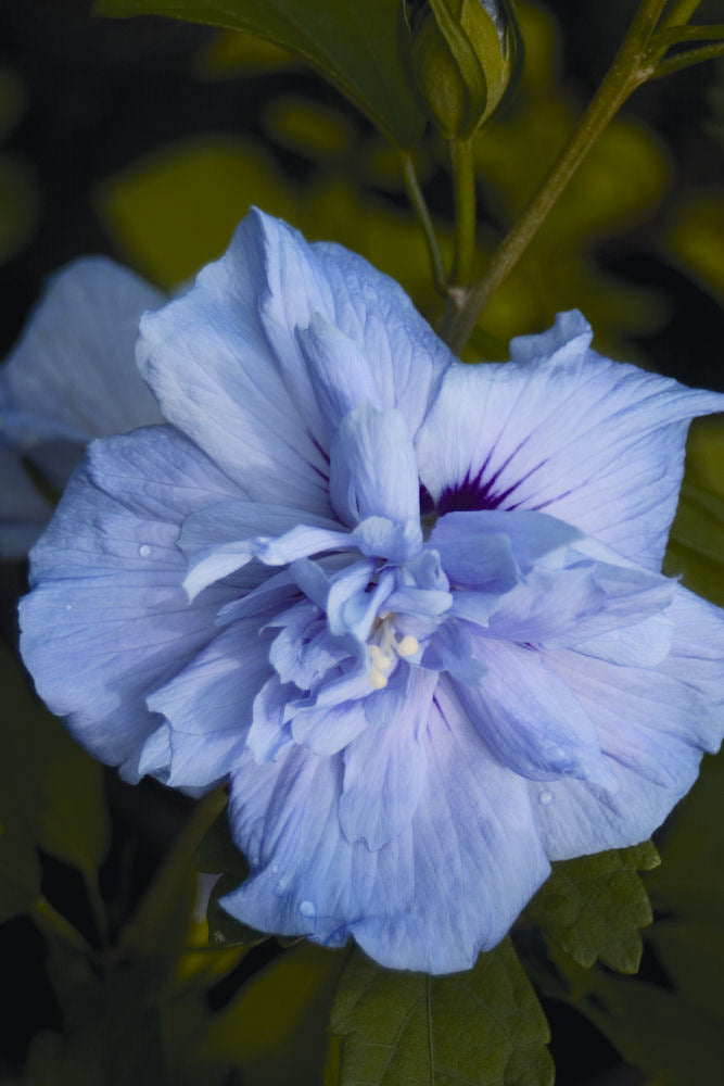 HIBISCUS S. 'BLUE CHIFFON'®  G3 18" PW