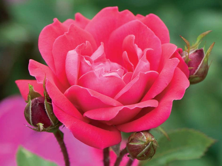 ROSE K.O. 'DBL KNOCKOUT'  G3