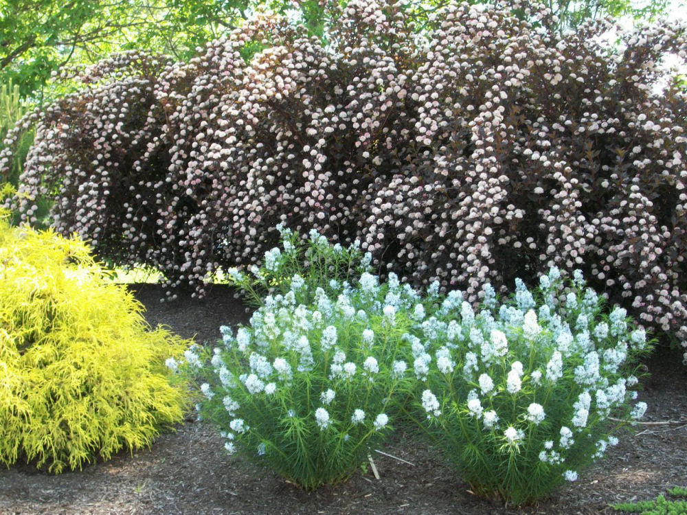 Amsonia 'HUBRICHTII' - 1 Gallon