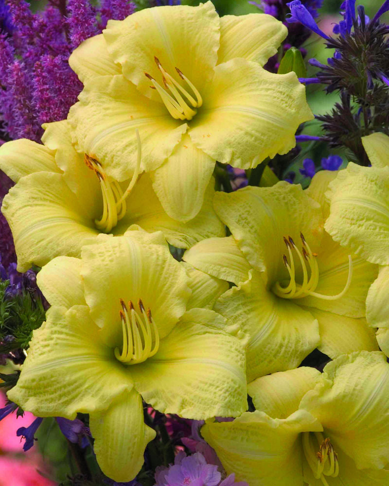 HEMER 'GOING BANANAS'  19CM PW