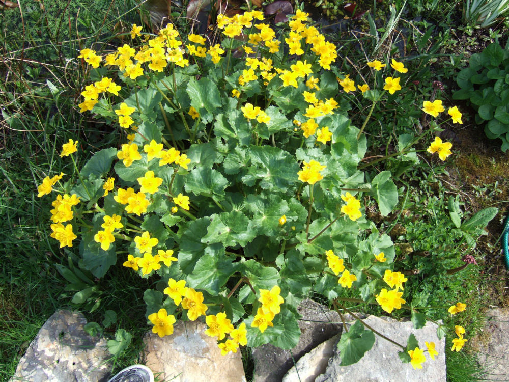 Caltha Palustris - 1 Gallon (American Beauties)
