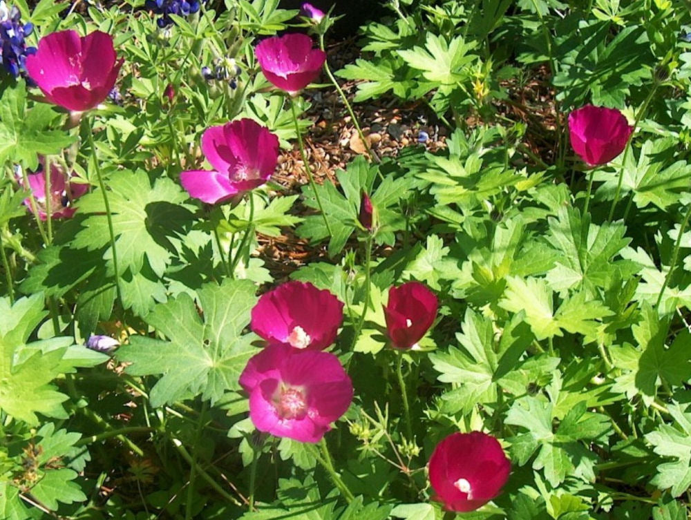 Purple Poppy Mallow (CALLIRHOE INVOLUCRATA)  - 2 Gallon
